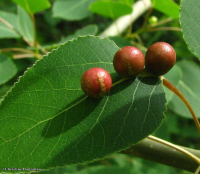 Galls on trembling aspen (Populus tremuloides)