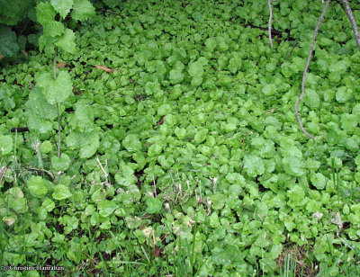 Garlic mustard first and second year plants