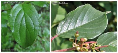 Common buckthorn and Glossy buckthorn