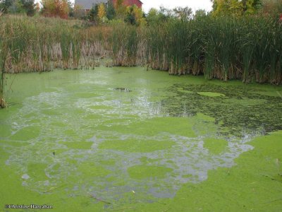 Algae on the pond - 2007