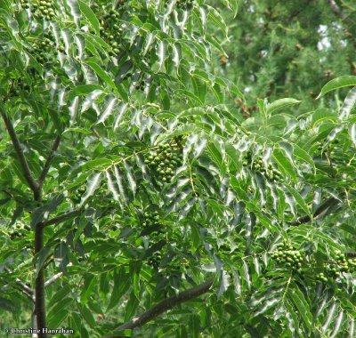 Amur corktree with unripe fruit (Phellodendron amurense)