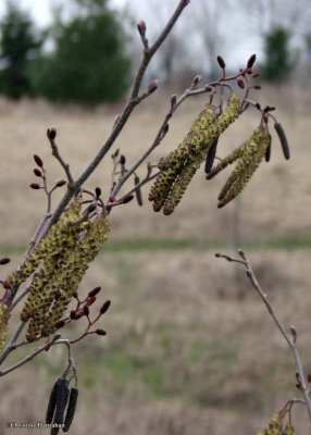 Speckled alder (Alnus incana)