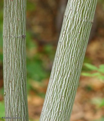 Striped maple bark (Acer pensylvanicum)