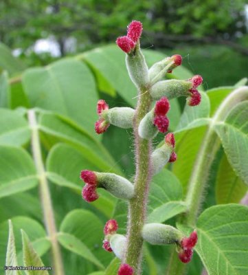 Black walnut flowers  (Juglans nigra)
