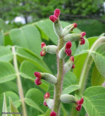 Black walnut flowers (Juglans nigra)
