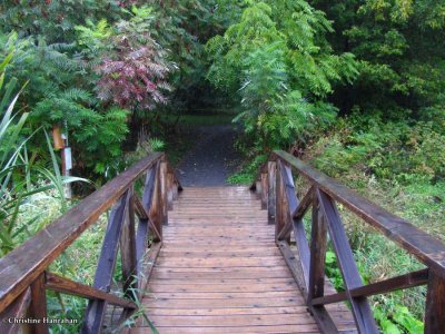 Amphibian Pond Bridges