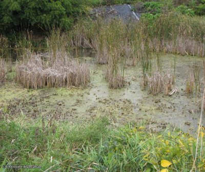 Removal of cattails and flowering rush from pond - 2009