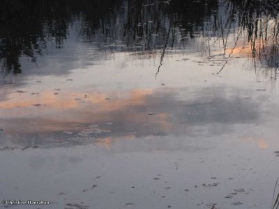 Pond in winter - 2009