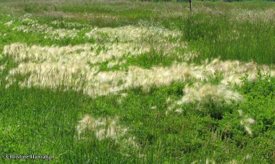 Fox-tail barley (Hordeum jubatum)