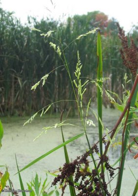 Rice-cut grass (Leersia oryzoides)