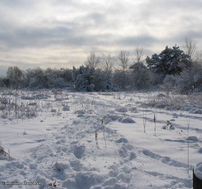 Old field - winter 2006
