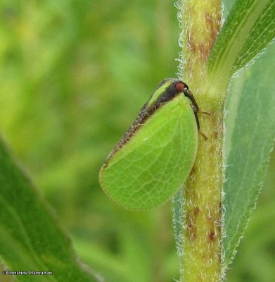 Planthopper (Acanalonia bivittata)