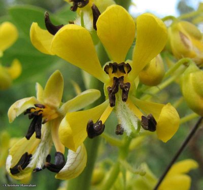 Wild senna (Senna hebecarpa)