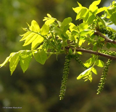 Black walnut pollen flowers (Juglans nigra)
