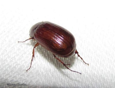 June beetle (Phyllophaga)