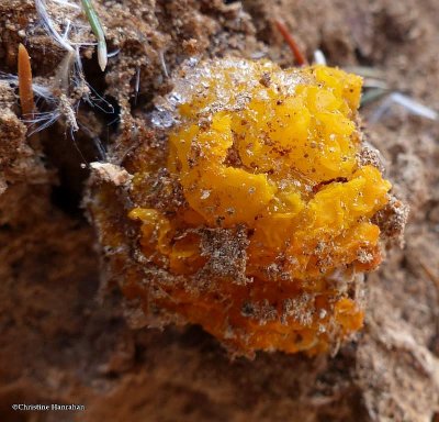 Orange jelly (Dacrymyces)
