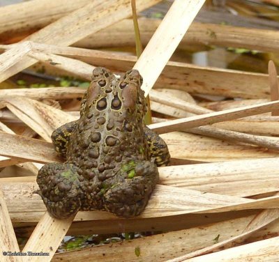 American toad (<em>Bufo americanus</em>)