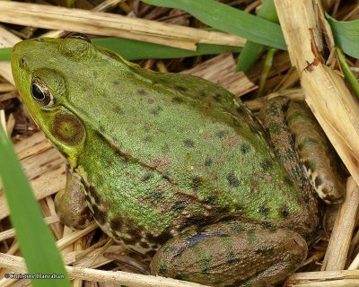 Northern green frog  (Rana clamitans)