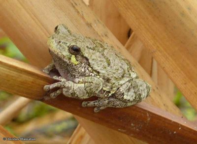 Gray treefrog (Hyla versicolor)