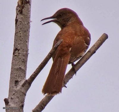 Brown thrasher