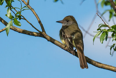 Great-crested flycatcher