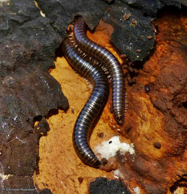 Millipedes (Julidae family)