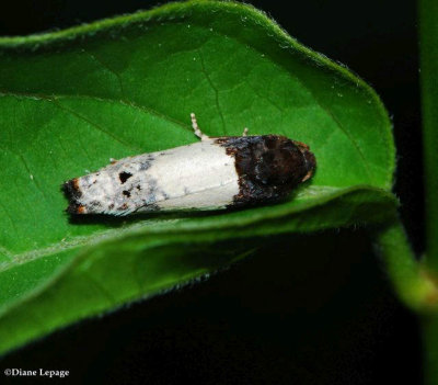 Goldenrod Gall Moth  (Epiblema scudderiana), #3186