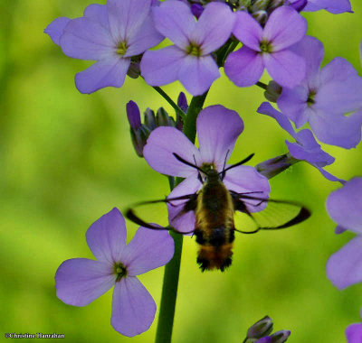 Snowberry clearwing moth (<em>Hemaris diffinis</em>)