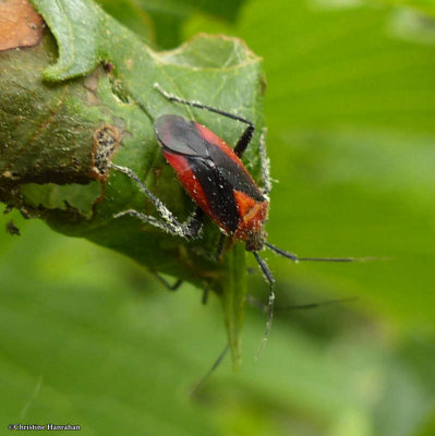 Plant Bugs (Family: Miridae)