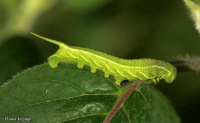 Sphinx moth caterpillar, possibly Hummingbird Sphinx (Hemaris thisbe), #7853