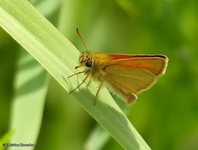 European skipper (Thymelicus lineola)