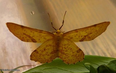 Crocus geometer (Xanthotype sp.)