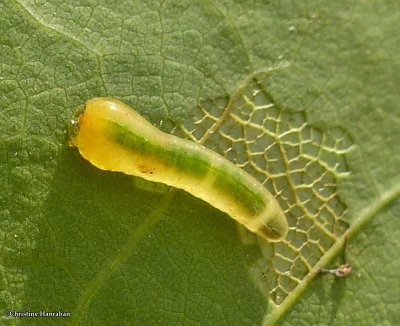 Sawfly larva (<em>Caliroa obsoleta</em>)