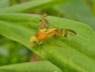 Sunflower Maggot fly (Strauzia longipennis)
