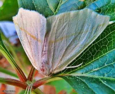 White slant-line moth (Tetracis cachexiata) 6964