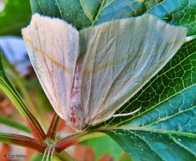 White slant-line moth  (<em>Tetracis cachexiata</em>) 6964