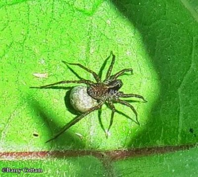 Wolf Spiders (Family: Lycosidae)