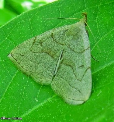 Grayish fan foot  (Zanclognatha pedipilalis), 8348