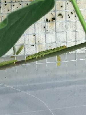 <em>Hypena opulenta</em> moth caterpillar, later instar