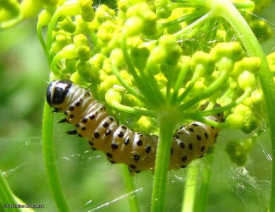 Parsnip webworm (Depressaria pastinacella)  for comparison with Hypena opulenta caterpillar