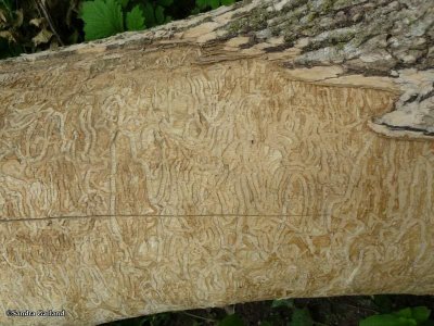 Emerald ash borer  (<em>Agrilus planipennis</em>) work on elm trunks
