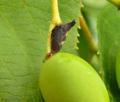 Treehopper (Enchenopa)