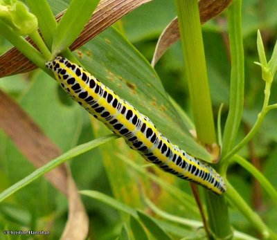 Toadflax brocade caterpillar Calophasia lunula), #10177