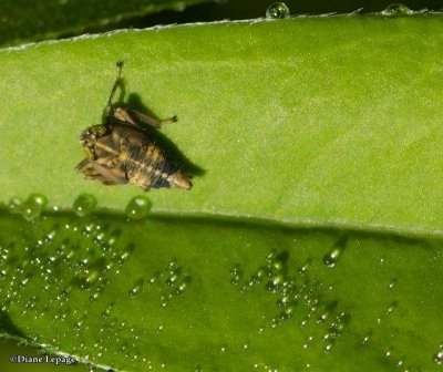 Leafhopper nymph (<em>Coelidia</em> sp.)