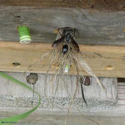 Grass-carrying Wasp (Isodontia mexicana)
