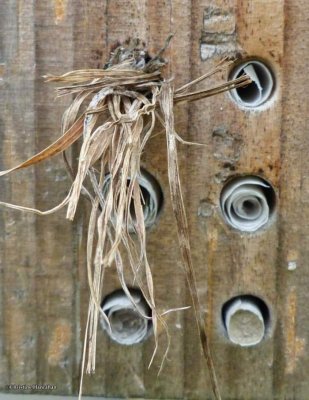 Grass-carrying Wasp nest (<em>Isodontia mexicana</em>)