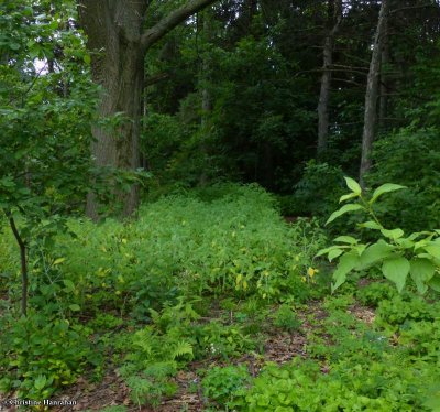 The old woods
