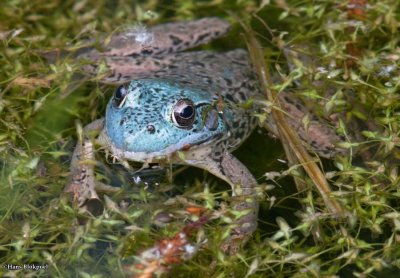 Northern Green frog  (<em>Rana clamitans</em>)