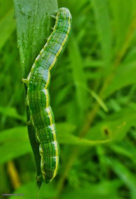 The Asteroid  caterpillar (<em>Cucullia asteroides</em>), #10200