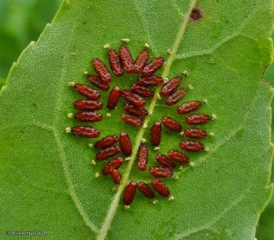  Chalcid wasp cocoons (<em>Eulophus</em>)